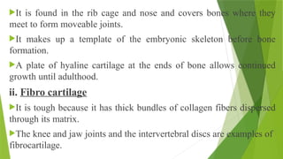 It is found in the rib cage and nose and covers bones where they
meet to form moveable joints.
It makes up a template of the embryonic skeleton before bone
formation.
A plate of hyaline cartilage at the ends of bone allows continued
growth until adulthood.
ii. Fibro cartilage
It is tough because it has thick bundles of collagen fibers dispersed
through its matrix.
The knee and jaw joints and the intervertebral discs are examples of
fibrocartilage.
 