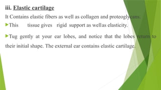 iii. Elastic cartilage
It Contains elastic fibers as well as collagen and proteoglycans.
This tissue gives rigid support as wellas elasticity.
Tug gently at your ear lobes, and notice that the lobes return to
their initial shape. The external ear contains elastic cartilage.
 