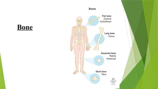 Bone
 
