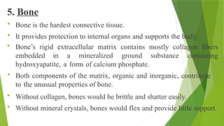 5. Bone
 Bone is the hardest connective tissue.
 It provides protection to internal organs and supports the body.
 Bone’s rigid extracellular matrix contains mostly collagen fibers
embedded in a mineralized ground substance containing
hydroxyapatite, a form of calcium phosphate.
 Both components of the matrix, organic and inorganic, contribute
to the unusual properties of bone.
 Without collagen, bones would be brittle and shatter easily.
 Without mineral crystals, bones would flex and provide little support.
 