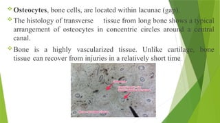Osteocytes, bone cells, are located within lacunae (gap).
The histology of transverse tissue from long bone shows a typical
arrangement of osteocytes in concentric circles around a central
canal.
Bone is a highly vascularized tissue. Unlike cartilage, bone
tissue can recover from injuries in a relatively short time.
 