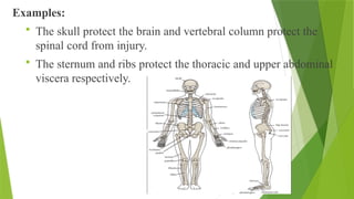 Examples:
 The skull protect the brain and vertebral column protect the
spinal cord from injury.
 The sternum and ribs protect the thoracic and upper abdominal
viscera respectively.
 