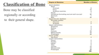 Classification of Bone
Bone may be classified
regionally or according
to their general shape.
 