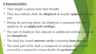 Characteristics:
 Their length is greater than their breadth.
 They have tubular shaft, the diaphysis & usually epiphysis at each
end.
 During the growing phase, the diaphysis is separated from the
epiphysis by an epiphyseal cartilage.
 The part of diaphysis lies adjacent to epiphyseal cartilage is called
the metaphysis.
 The shaft has central marrow cavity containing bone marrow.
 The outer part of the shaft is composed of compact bone that is
covered by a connective tissue sheath, the periosteum.
 