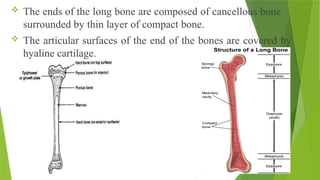  The ends of the long bone are composed of cancellous bone
surrounded by thin layer of compact bone.
 The articular surfaces of the end of the bones are covered by
hyaline cartilage.
 