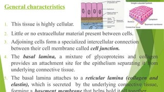 General characteristics
1. This tissue is highly cellular.
2. Little or no extracellular material present between cells.
3. Adjoining cells form a specialized intercellular connection
between their cell membrane called cell junction.
4. The basal lamina, a mixture of glycoproteins and collagen
provides an attachment site for the epithelium separating it from
underlying connective tissue.
5. The basal lamina attaches to a reticular lamina (collagen and
elastin), which is secreted by the underlying connective tissue,
 