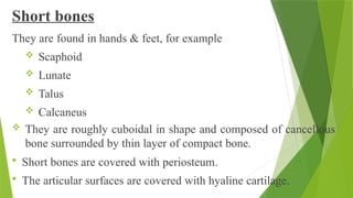 Short bones
They are found in hands & feet, for example
 Scaphoid
 Lunate
 Talus
 Calcaneus
 They are roughly cuboidal in shape and composed of cancellous
bone surrounded by thin layer of compact bone.
 Short bones are covered with periosteum.
 The articular surfaces are covered with hyaline cartilage.
 