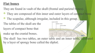 Flat bones
They are found in vault of the skull (frontal and parietal bones).
 They are composed of thin inner and outer layers of compact bone.
 The scapulae, although irregular, included in this group.
The tables of the skull are the
layers of compact bone that
make up the cranial bones.
The skull has two tables, an outer table and an inner table, separated
by a layer of spongy bone called the diploë.
 