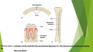 Fibrous joints: (A)Suture of the skull (B) The periodontal ligament (C) The Interosseous membrane linking
the
tibia and fibula
 