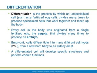 DIFFERENTIATION 
 Differentiation is the process by which an unspecialized 
cell (such as a fertilized egg cell), divides many times to 
produce specialized cells that work together and make up 
the body. 
 Every cell in the body was originated from a single 
fertilized egg, the zygote, that divides many times to 
produce an embryo. 
 Embryonic cells differentiate into many different cell types 
(250), from a new-born baby to an elderly adult. 
 A differentiated cell will develop specific structures and 
perform certain functions. 
Copyright © 2009 Pearson Education, Inc., publishing as Benjamin Cummings 
 