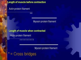 Body types and types of muscle contraction | PPTX