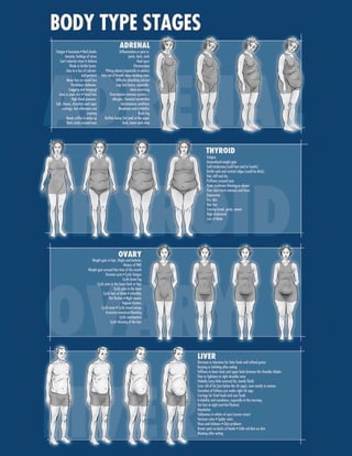 Body type stages
