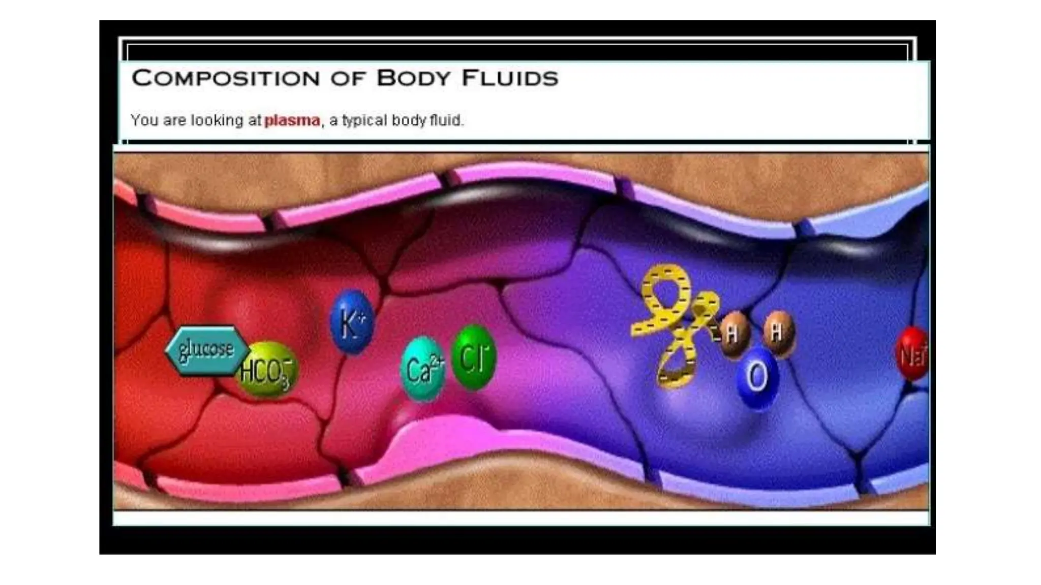 BODY WATER AND BODY FLUIDS physiology of | PPT