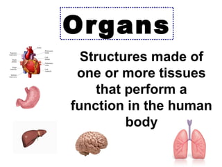 Organs
Structures made of
one or more tissues
that perform a
function in the human
body

 