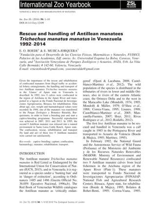 Int. Zoo Yb. (2016) 50: 1–10
DOI:10.1111/izy.12109
Rescue and handling of Antillean manatees
Trichechus manatus manatus in Venezuela
1992–2014
E. O. BOEDE1
& E. MUJICA-JORQUERA2
1
Fundacion para el Desarrollo de las Ciencias Fısicas, Matematicas y Naturales, FUDECI,
Palacios de las Academias, Edf. anexo. Av. Universidad Esquina La Bolsa, Caracas, Vene-
zuela, and 2
Asociacion Venezolana de Parques Zoologicos y Acuarios, AVZA, Urb. La Vi~na
Calle Bermudez # 142-60, Valencia, Venezuela
E-mail: ernestoboede@gmail.com, zooesmeralda@gmail.com
Given the importance of the rescue and rehabilitation
of conﬁscated manatees from illegal trafﬁc or acciden-
tal ﬁshery entanglements, the handling and transport of
two Antillean manatees Trichechus manatus manatus
in the ‘Llanos’ of Apure state in Venezuela is
described. In 1992, two ♀ calves were conﬁscated in
the region of Arichuna in the Apure River and trans-
ported to a lagoon at the Fondo Nacional de Investiga-
ciones Agropecuarias, Biruaca, for rehabilitation. Data
about age, size, weight and haematological values were
recorded. In 1994, one of the manatees was transferred
to the Parque Zoologico y Botanico Bararida, Bar-
quisimeto, in order to form a breeding pair and start a
captive-breeding programme. Successful reproduction
was achieved in 2007, 2011 and 2013. In 1995, the
second ♀ Antillean manatee was released into a natural
environment in Santa Luisa Cattle Ranch, Apure state.
The conﬁscation, rescue, rehabilitation and transport
(by land and air) of these two ♀ Antillean manatees
were carried out satisfactorily.
Key-words: captive breeding; capture; conﬁscation;
haematology; manatee; rehabilitation; transport.
INTRODUCTION
The Antillean manatee Trichechus manatus
manatus is Red Listed as Endangered by the
International Union for Conservation of Nat-
ure (IUCN, 2015), and in Venezuela, it is reg-
istered as a species under a ‘hunting ban’ and
in ‘danger of extinction’, according to Ordi-
nances 1485 and 1486 (Gaceta Ofﬁcial No.
36.059: Ejecutivo Nacional, 1996a,b). The
Red Book of Venezuelan Wildlife catalogues
the Antillean manatee as ‘critically endan-
gered’ (Ojasti  Lacabana, 2008; Castel-
blanco-Martınez et al., 2012). The wild
population of the species is distributed in the
tributaries of rivers in lower and middle Ori-
noco, also in rivers of the eastern Atlantic
coast, the Orinoco Delta and to the west in
the Maracaibo Lake (Mondolﬁ, 1974, 1995;
Mondolﬁ  M€uller, 1979; O’Shea et al.,
1988; Correa-Viana, 1995; Linares, 1998;
Castelblanco-Martınez et al., 2005; Man-
zanilla-Fuentes, 2007; Hoyt, 2011; Rivas
Rodrıguez et al., 2012; Rodulfo, 2012).
The ﬁrst live Antillean manatee to be res-
cued and handled in Venezuela was a calf
caught in 1985 in the Portuguesa River and
transported to Acuario de Valencia (Boede
 Mujica, 1995; Martınez, 1995).
In February 1992, the National Guard
and the Autonomous Service of Wild Fauna
(Profauna) of the Ministerio del Ambiente
y de los Recursos Naturales Renovables
(MARNR: Ministry of Environment and
Renewable Natural Resources) conﬁscated
two ♀ Antillean manatee calves from local
ﬁshermen in the Arichuna region of the
Apure River (Plate 1). These manatees
were transported to Fondo Nacional de
Investigaciones Agropecuarias (FONAIAP:
National Fish and Agricultural Research
Center), Biruaca, Apure state, for rehabilita-
tion (Boede  Mujica, 1995; Bola~nos 
Boher-Benti, 1995; Correa-Viana, 1995;
Int. Zoo Yb. (2016) 50: 1–10 © 2016 The Zoological Society of London
VENEZUELA: RESCUE AND REHABILITIATION OF MANATEES 1
 