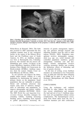 Rescue and handling of Antillean manatees Trichechus manatus manatus in