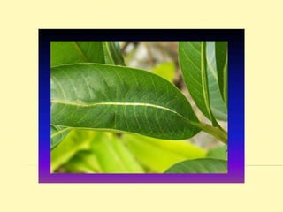 Create actual lessonsWho Will Conduct Training?Division of Information Technology