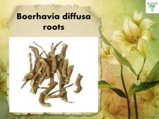 Boerhavia diffusa
roots
 