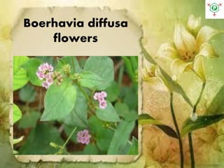 Boerhavia diffusa
flowers
 