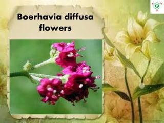 Boerhavia diffusa
flowers
 
