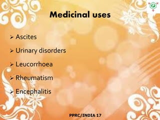 Medicinal uses
 Ascites
 Urinary disorders
 Leucorrhoea
 Rheumatism
 Encephalitis
PPRC/INDIA 17
 