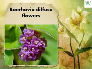 Boerhavia diffusa
flowers
 