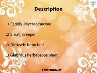 Description
 Family: Myctaginaceae
 Small, creeper
 Diffusely branched
 Glabrous herbaceous plant
PPRC/INDIA 02
 
