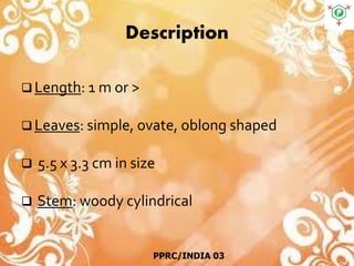 Description
 Length: 1 m or >
 Leaves: simple, ovate, oblong shaped
 5.5 x 3.3 cm in size
 Stem: woody cylindrical
PPRC/INDIA 03
 