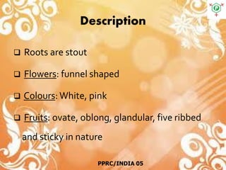 Description
 Roots are stout
 Flowers: funnel shaped
 Colours: White, pink
 Fruits: ovate, oblong, glandular, five ribbed
and sticky in nature
PPRC/INDIA 05
 