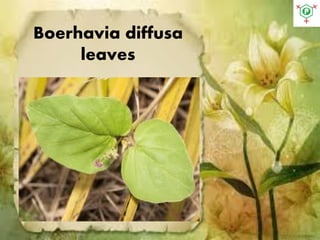 Boerhavia diffusa
leaves
 