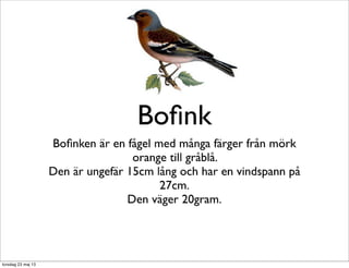 Bofink filip