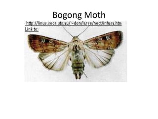 Bogong Moth
 