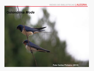 REDES DE BIBLIOTECAS | ALEGRIA


Golondrina Mode




                    Foto Carlos Pinheiro (2012)
 