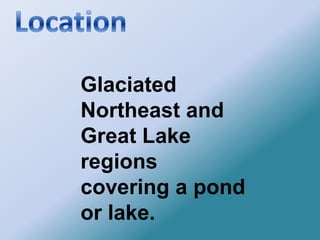 Thick mat of sphagnum moss encircling or covering a small  lake or pond containing cranberry, Labrador Tea, and Bog Laurel