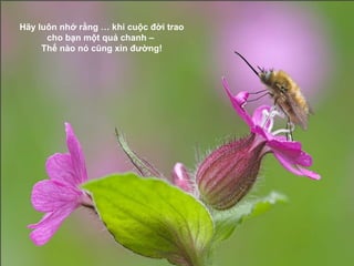 Hãy luôn nhớ rằng … khi cuộc đời trao cho bạn một quả chanh –  Thế nào nó cũng xin đường! 