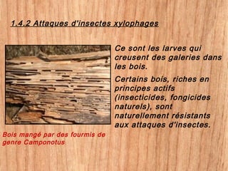 Ce sont les larves qui
creusent des galeries dans
les bois.
Certains bois, riches en
principes actifs
(insecticides, fongicides
naturels), sont
naturellement résistants
aux attaques d'insectes.
1.4.2 Attaques d'insectes xylophages
Bois mangé par des fourmis de
genre Camponotus
 