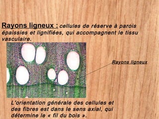 L'orientation générale des cellules et
des fibres est dans le sens axial, qui
détermine le « fil du bois ».
Rayons ligneux : cellules de réserve à parois
épaissies et lignifiées, qui accompagnent le tissu
vasculaire.
Rayons ligneux
 