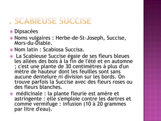  Dipsacées
 Noms vulgaires : Herbe-de-St-Joseph, Succise,
  Mors-du-Diable.
 Nom latin : Scabiosa Succisa.
 La Scabieuse Succise égaie de ses fleurs bleues
  les allées des bois à la fin de l'été et en automne
  ; c'est une plante de 30 centimètres à plus d'un
  mètre de hauteur dont les feuilles sont sans
  aucune dentelure ni division sur les bords. On
  trouve parfois la Succise avec des fleurs roses ou
  des fleurs blanches.
 médicinale : la plante fleurie est amère et
  astringente : elle s'emploie contre les dartres et
  comme vermifuge : infusion (10 à 20 grammes
  par litre d'eau).
 