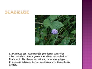 La scabieuse est recommandée pour lutter contre les
affections de la peau augmente les sécrétions salivaires.
Egalement : Bouche sèche, asthme, bronchite, grippe.
Et en usage externe : Dartre, eczéma, prurit, leucorrhées,
aphtes.
 