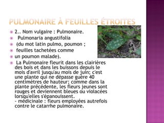    2.. Nom vulgaire : Pulmonaire.
     Pulmonaria angustifolia
    (du mot latin pulmo, poumon ;
    feuilles tachetées comme
   un poumon malade).
    La Pulmonaire fleurit dans les clairières
    des bois et dans les buissons depuis le
    mois d'avril jusqu'au mois de juin; c'est
    une plante qui ne dépasse guère 40
    centimètres de hauteur; comme dans la
    plante précédente, les fleurs jeunes sont
    rouges et deviennent bleues ou violacées
    lorsqu'elles s'épanouissent.
    - médicinale : fleurs employées autrefois
    contre le catarrhe pulmonaire.
 