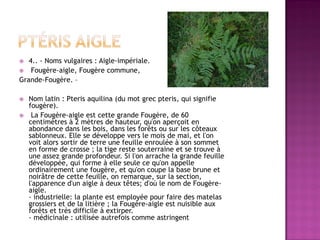   4.. - Noms vulgaires : Aigle-impériale.
 Fougère-aigle, Fougère commune,
Grande-Fougère. –

   Nom latin : Pteris aquilina (du mot grec pteris, qui signifie
    fougère).
    La Fougère-aigle est cette grande Fougère, de 60
    centimètres à 2 mètres de hauteur, qu'on aperçoit en
    abondance dans les bois, dans les forêts ou sur les côteaux
    sablonneux. Elle se développe vers le mois de mai, et l'on
    voit alors sortir de terre une feuille enroulée à son sommet
    en forme de crosse ; la tige reste souterraine et se trouve à
    une assez grande profondeur. Si l'on arrache la grande feuille
    développée, qui forme à elle seule ce qu'on appelle
    ordinairement une fougère, et qu'on coupe la base brune et
    noirâtre de cette feuille, on remarque, sur la section,
    l'apparence d'un aigle à deux têtes; d'où le nom de Fougère-
    aigle.
    - industrielle: la plante est employée pour faire des matelas
    grossiers et de la litière ; la Fougère-aigle est nuisible aux
    forêts et très difficile à extirper.
    - médicinale : utilisée autrefois comme astringent
 