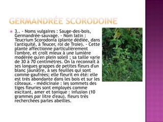    3.. - Noms vulgaires : Sauge-des-bois,
    Germandrée-sauvage. - Nom latin :
    Teucrium Scorodonia (plante dédiée, dans
    l'antiquité, à Teucer, roi de Troie). - Cette
    plante affectionne particulièrement
    l'ombre, et croît mieux à une lumière
    modérée qu'en plein soleil ; sa taille varie
    de 30 à 70 centimètres. On la reconnaît à
    ses longues grappes de petites fleurs d'un
    blanc jaunâtre, à ses feuilles qui sont
    comme gaufrées; elle fleurit en été: elle
    est très abondante dans les bois et sur les
    côteaux. - médicinale : les sommets des
    tiges fleuries sont employés comme
    excitant, amer et tonique : infusion (10
    grammes par litre d'eau). fleurs très
    recherchées parles abeilles.
 