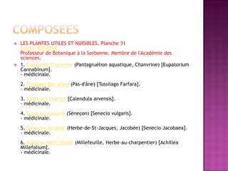    LES PLANTES UTILES ET NUISIBLES. Planche 31
    Gaston BONNIER,
    Professeur de Botanique à la Sorbonne. Membre de l'Académie des
    sciences.
   1. Eupatoire Chanvrine (Pantagruélion aquatique, Chanvrine) [Eupatorium
    Cannabinum].
    - médicinale.
    2. Tussilage Pas-d'âne (Pas-d'âne) [Tussilago Farfara].
    - médicinale.
    3. Souci des champs [Calendula arvensis].
    - médicinale.
    4. Séneçon vulgaire (Séneçon) [Senecio vulgaris].
    - médicinale.
    5. Séneçon Jacobée (Herbe-de-St-Jacques, Jacobée) [Senecio Jacobaea].
    - médicinale.
    6. Achillée Mille-feuille (Millefeuille, Herbe-au-charpentier) [Achillea
    Millefolium].
    - médicinale.
 
