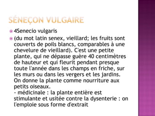  4Senecio  vulgaris
 (du mot latin senex, vieillard; les fruits sont
  couverts de poils blancs, comparables à une
  chevelure de vieillard). C'est une petite
  plante, qui ne dépasse guère 40 centimètres
  de hauteur et qui fleurit pendant presque
  toute l'année dans les champs en friche, sur
  les murs ou dans les vergers et les jardins.
  On donne la plante comme nourriture aux
  petits oiseaux.
  - médicinale : la plante entière est
  stimulante et usitée contre la dysenterie : on
  l'emploie sous forme d'extrait
 