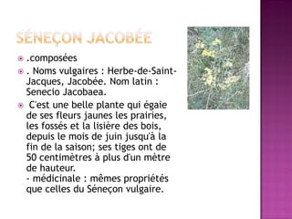 .composées
 . Noms vulgaires : Herbe-de-Saint-
  Jacques, Jacobée. Nom latin :
  Senecio Jacobaea.
 C'est une belle plante qui égaie
  de ses fleurs jaunes les prairies,
  les fossés et la lisière des bois,
  depuis le mois de juin jusqu'à la
  fin de la saison; ses tiges ont de
  50 centimètres à plus d'un mètre
  de hauteur.
  - médicinale : mêmes propriétés
  que celles du Séneçon vulgaire.
 