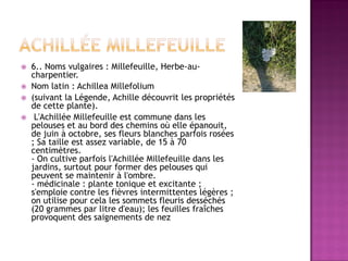    6.. Noms vulgaires : Millefeuille, Herbe-au-
    charpentier.
   Nom latin : Achillea Millefolium
   (suivant la Légende, Achille découvrit les propriétés
    de cette plante).
    L'Achillée Millefeuille est commune dans les
    pelouses et au bord des chemins où elle épanouit,
    de juin à octobre, ses fleurs blanches parfois rosées
    ; Sa taille est assez variable, de 15 à 70
    centimètres.
    - On cultive parfois l'Achillée Millefeuille dans les
    jardins, surtout pour former des pelouses qui
    peuvent se maintenir à l'ombre.
    - médicinale : plante tonique et excitante ;
    s'emploie contre les fièvres intermittentes légères ;
    on utilise pour cela les sommets fleuris desséchés
    (20 grammes par litre d'eau); les feuilles fraîches
    provoquent des saignements de nez
 
