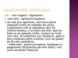  3. - nom vulgaire : aigremoine. –
 nom latin : Agrimonia Eupatoria
 (du mot grec agrémonè, nom d'une plante
  employée contre les maladies des yeux).
  L'aigremoine croît en abondance dans îes
  chemins herbeux, à la lisière des bois, dans les
  haies ou les pelouses arides. Lorsque ses fruits
  sont mûrs, ils s'attachent aux vêtements, grâce à
  leurs nombreux petits crochets; c'est une plante
  de 40 a 60 centimètres.
  - médicinale : plante astringente, employée en
  gargarismes (20 grammes par litre d'eau): c'est
  aussi une plante résolutive
 