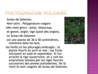 Sceau-de-Salomon.
 Nom latin : Polygonatum vulgare
(des mots grecs : polys, beaucoup,
 et gonon, angle; tige ayant des angles).
 Le Sceau-de-Salomon
 est une plante de 30 à 50 centimètres,
  commune dans les bois
les forêts et les pâturages ombragés ; la
  plante fleurit en avril et mai ; ses fruits
  mûrissent en août et septembre. Si l'on
  arrache la tige souterraine, on y voit les
  empreintes laissées par les tiges fleuries
  successives des années précédentes. De là
  vient le nom vulgaire de Sceau-de-Salomon.
 