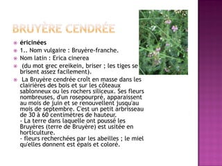    éricinées
   1.. Nom vulgaire : Bruyère-franche.
   Nom latin : Erica cinerea
    (du mot grec ereikein, briser ; les tiges se
    brisent assez facilement).
    La Bruyère cendrée croît en masse dans les
    clairières des bois et sur les côteaux
    sablonneux ou les rochers siliceux. Ses fleurs
    nombreuses, d'un rosepourpré, apparaissent
    au mois de juin et se renouvellent jusqu'au
    mois de septembre. C'est un petit arbrisseau
    de 30 à 60 centimètres de hauteur.
    - La terre dans laquelle ont poussé les
    Bruyères (terre de Bruyère) est usitée en
    horticulture.
    - fleurs recherchées par les abeilles ; le miel
    qu'elles donnent est épais et coloré.
 
