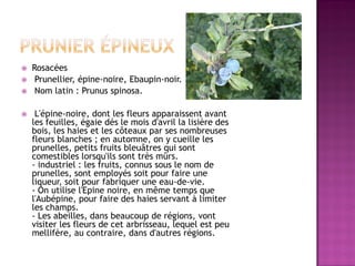    Rosacées
    Prunellier, épine-noire, Ebaupin-noir.
    Nom latin : Prunus spinosa.

    L'épine-noire, dont les fleurs apparaissent avant
    les feuilles, égaie dés le mois d'avril la lisière des
    bois, les haies et les côteaux par ses nombreuses
    fleurs blanches ; en automne, on y cueille les
    prunelles, petits fruits bleuâtres qui sont
    comestibles lorsqu'ils sont très mûrs.
    - industriel : les fruits, connus sous le nom de
    prunelles, sont employés soit pour faire une
    liqueur, soit pour fabriquer une eau-de-vie.
    - On utilise l'Epine noire, en même temps que
    l'Aubépine, pour faire des haies servant à limiter
    les champs.
    - Les abeilles, dans beaucoup de régions, vont
    visiter les fleurs de cet arbrisseau, lequel est peu
    mellifère, au contraire, dans d'autres régions.
 